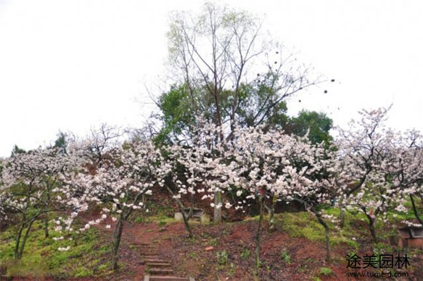 樱花树图片