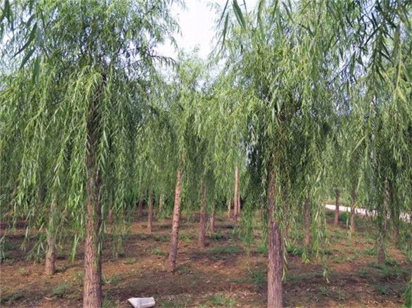 柳树图片