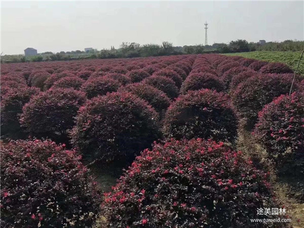 红花檵木图片