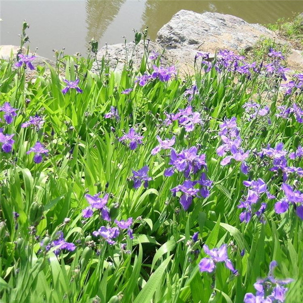 蓝花鸢尾图片