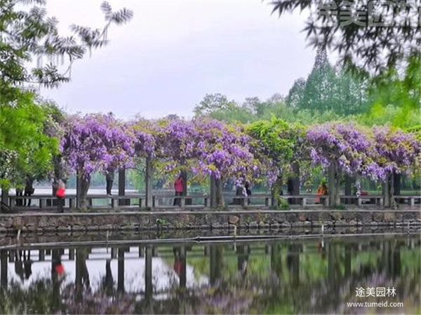 紫藤树