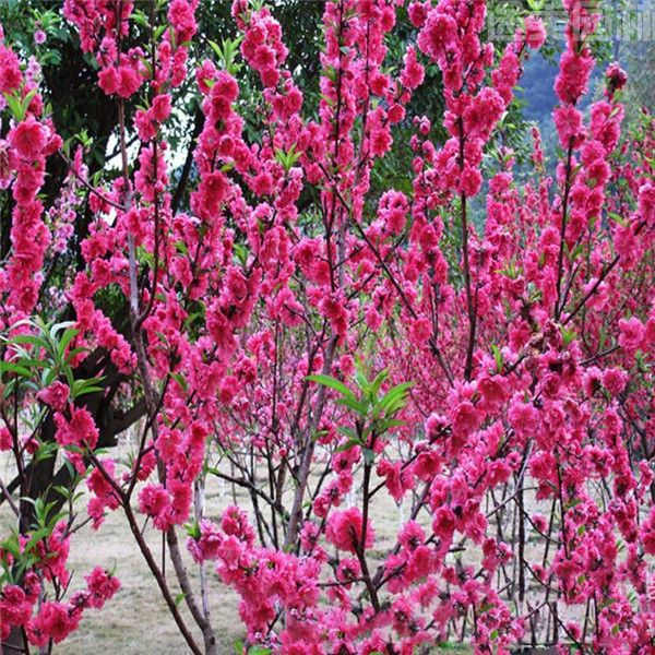 红梅花