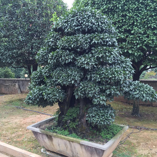 金弹子乔木跟灌木金弹子区别?