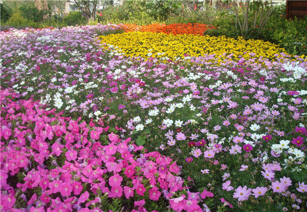 波斯菊基地实拍图片