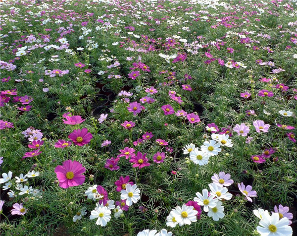 波斯菊基地实拍图片