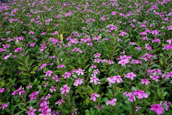 长春花图片