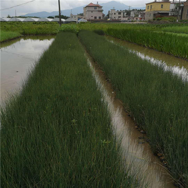 灯芯草基地实拍图片