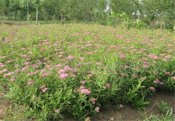 粉花绣线菊图片