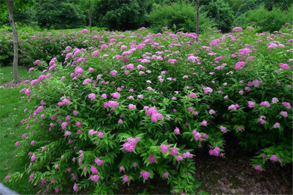 粉花绣线菊图片