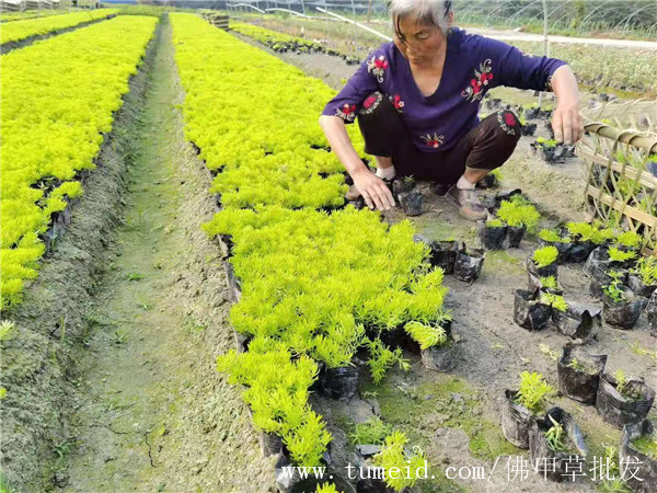 佛甲草基地实拍图片