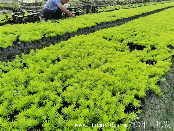 佛甲草基地实拍图片