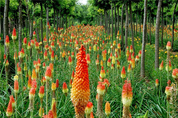 火炬花基地实拍图片