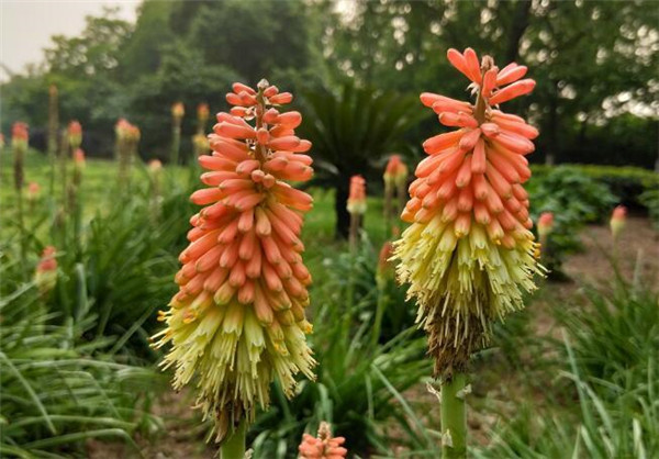 火炬花基地实拍图片