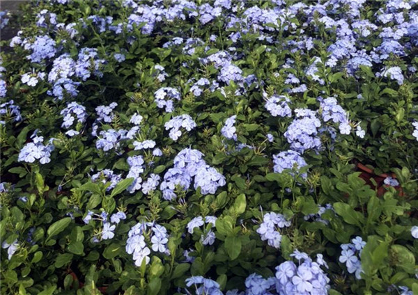 蓝雪花近照
