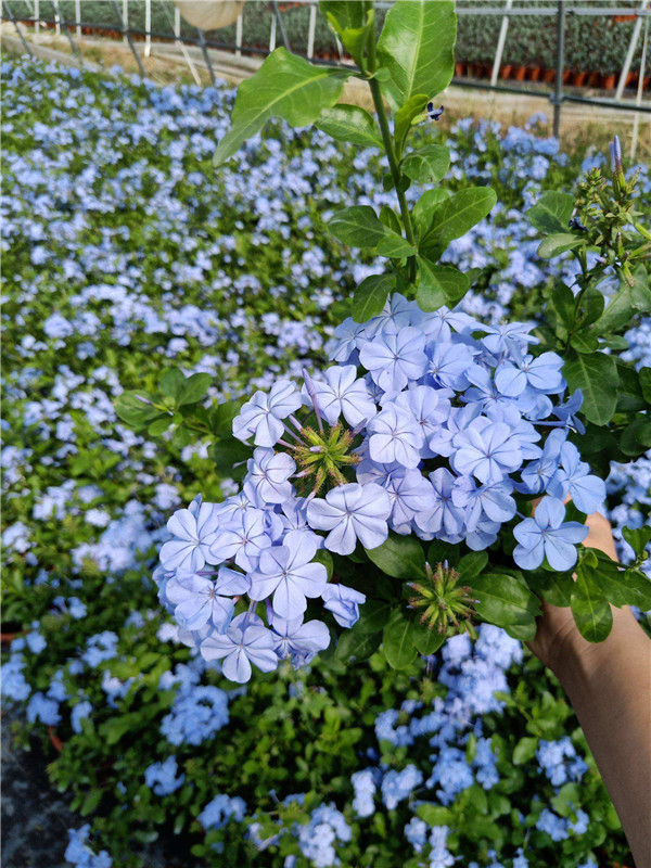 蓝雪花细节图片