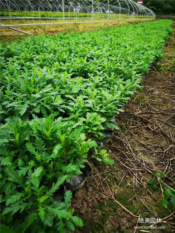 20~30公分的木春菊批发基地？