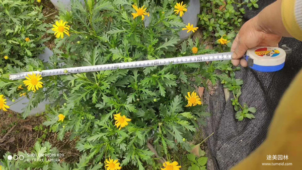 20~30公分的木春菊批发基地？