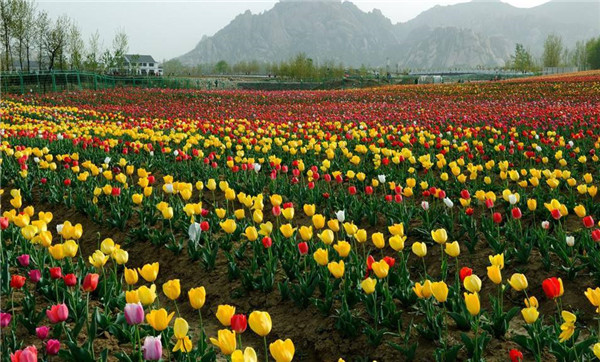 郁金香花海图片