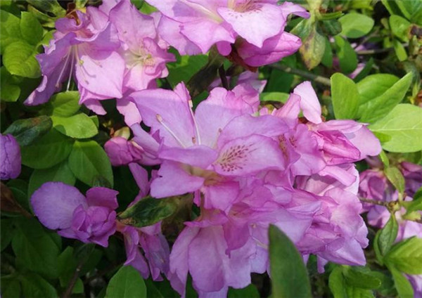 紫花杜鹃图片