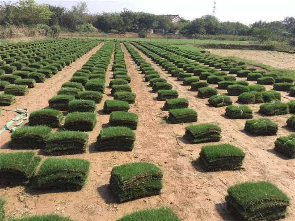 马尼拉草坪基地实拍图片