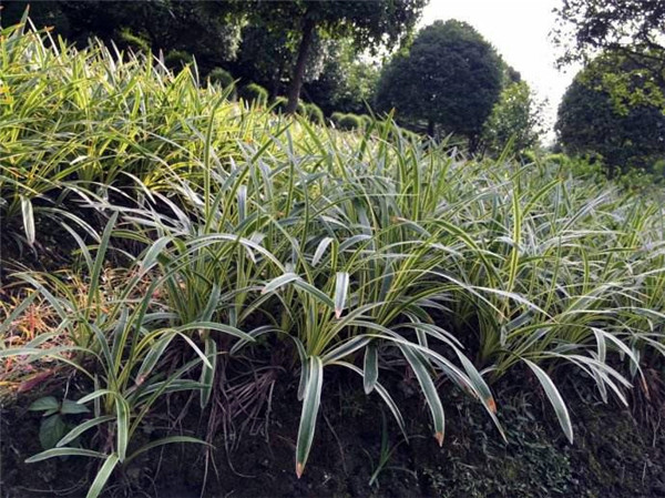 银边沿阶草基地实拍图片