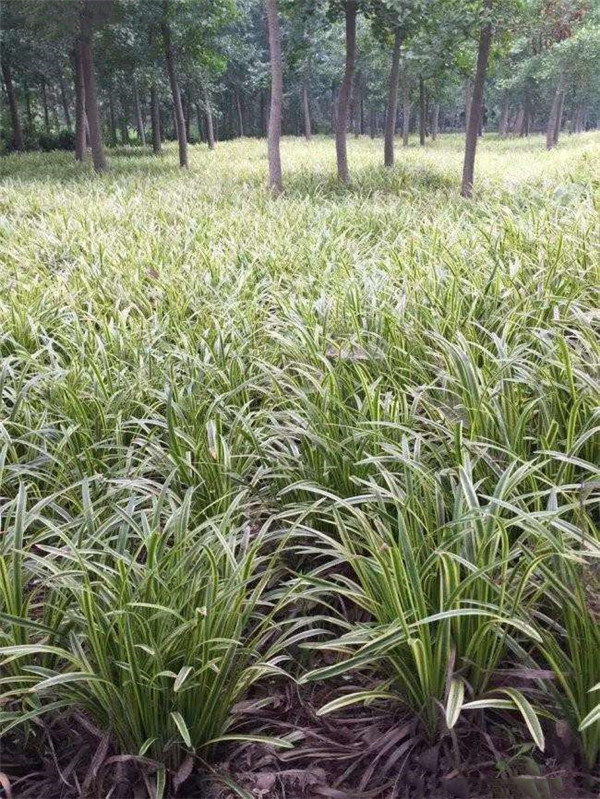 银边沿阶草基地实拍图片