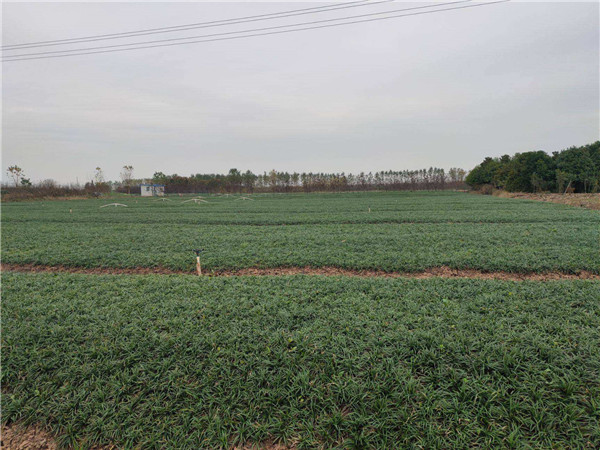 玉龙草基地实拍图片