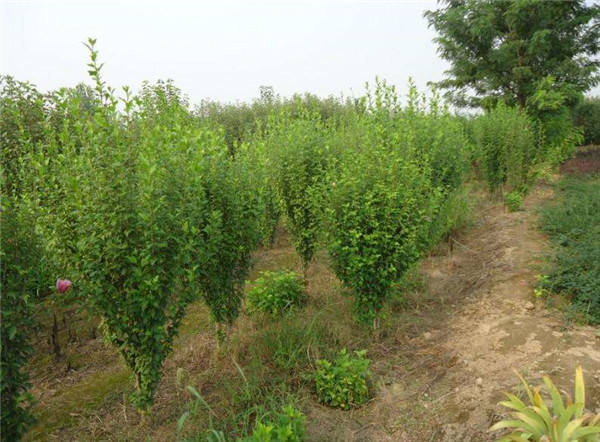 丛生木槿基地实拍图片