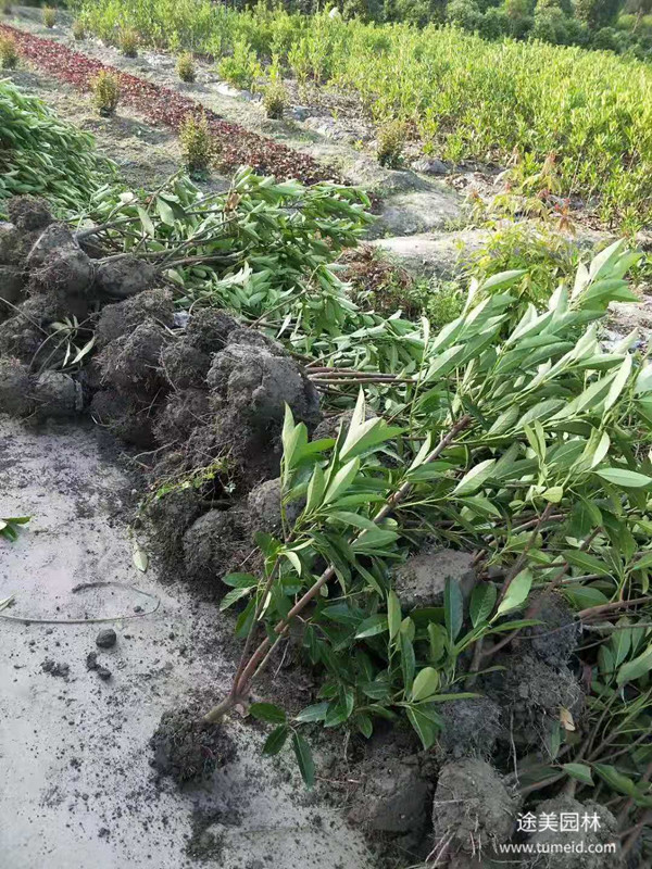 成都法国冬青基地图片