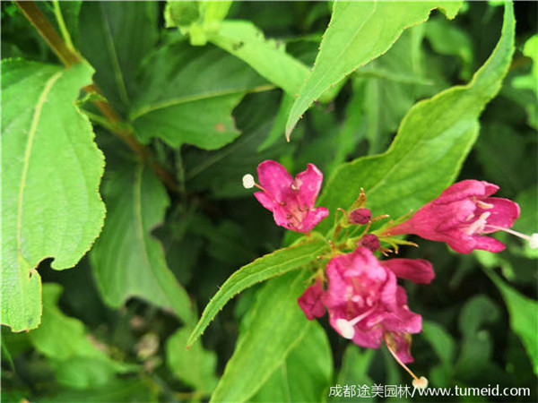 红王子锦带基地实拍图片