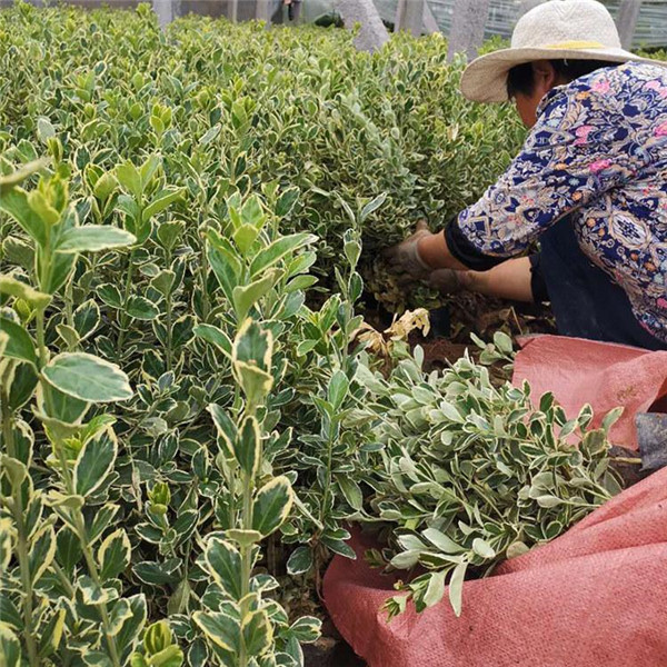 我国各地区适合种植什么绿化苗木？