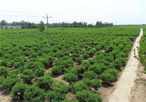 金银花基地实拍图片