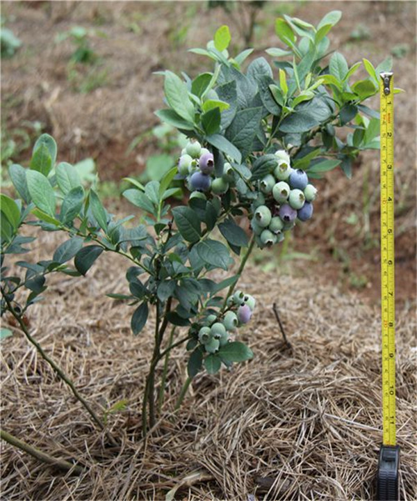 「蓝莓树」蓝莓树_价格表_批发_基地_图片_种植养护-四川成都途美园林