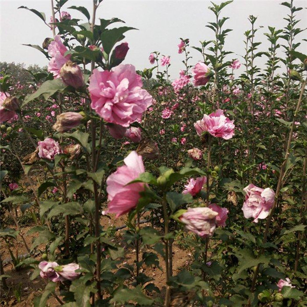 木槿基地实拍图片