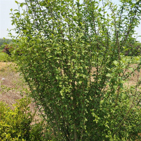 木槿基地实拍图片