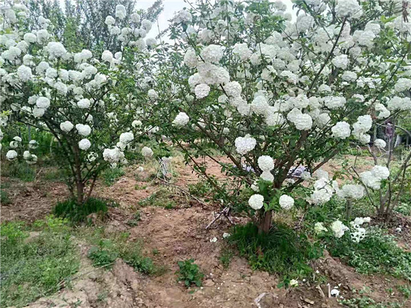 木绣球基地实拍图片