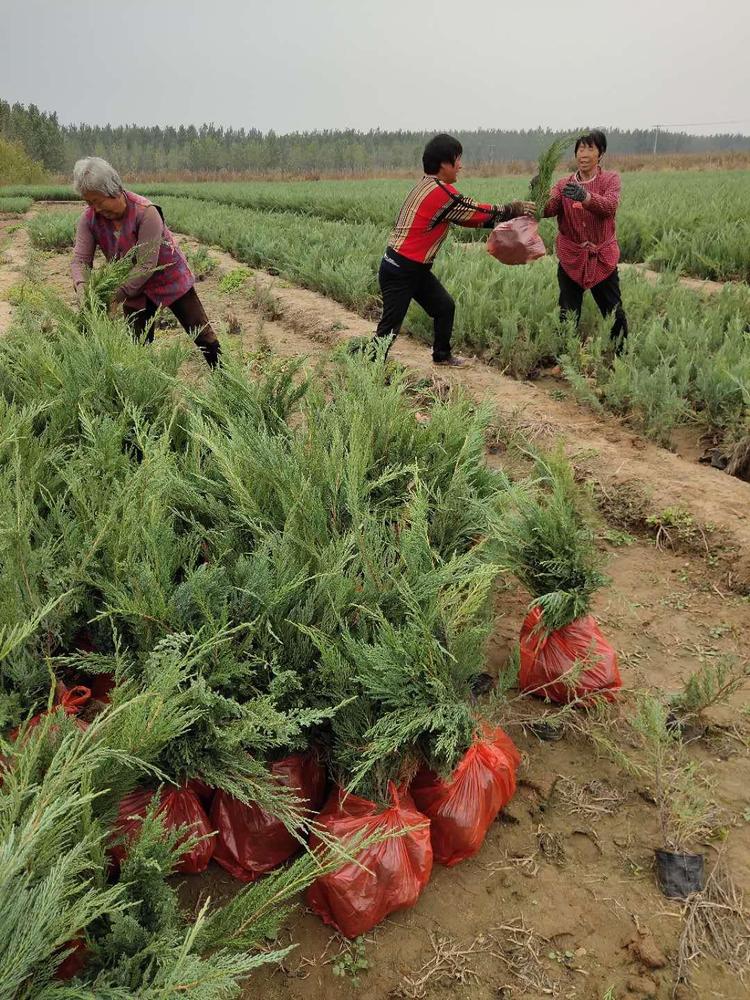 12月份能栽植铺地柏吗?