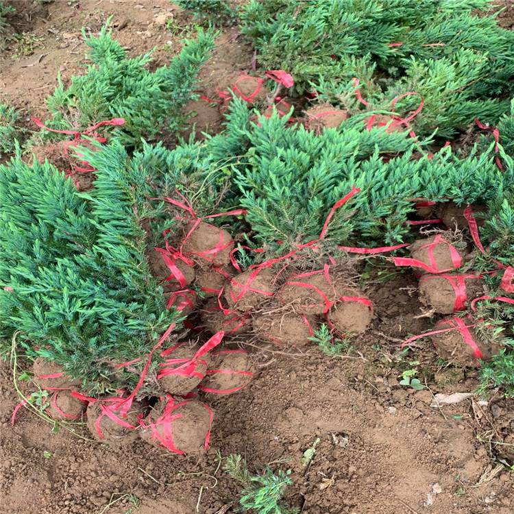12月份能栽植铺地柏吗?