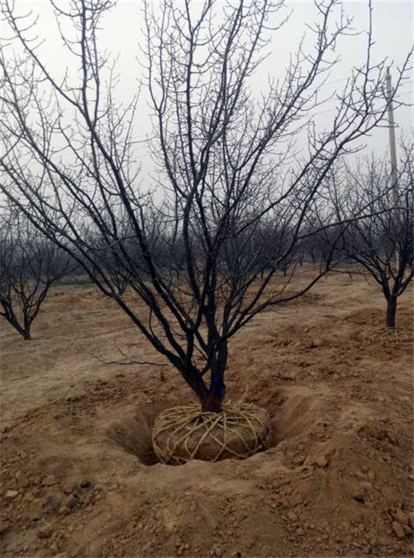 山杏基地实拍图片