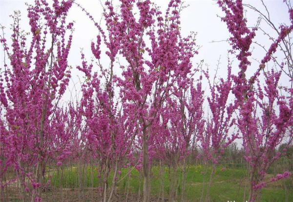 紫荆基地实拍紫荆图片