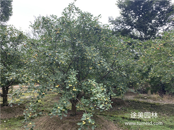 八棱海棠基地实拍图片