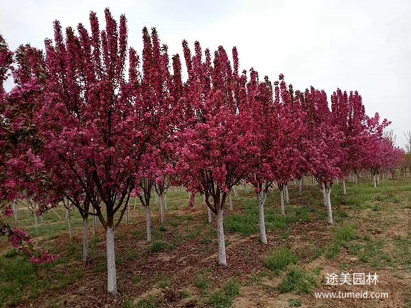 北美海棠高原之火图片