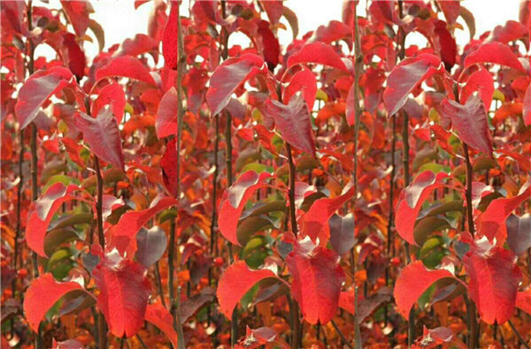 彩叶豆梨秋季红叶实拍图片