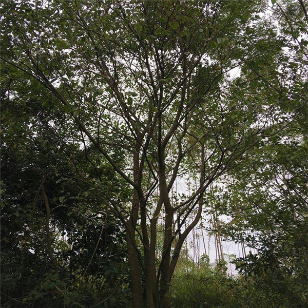 行道树种植间距多少米一颗?