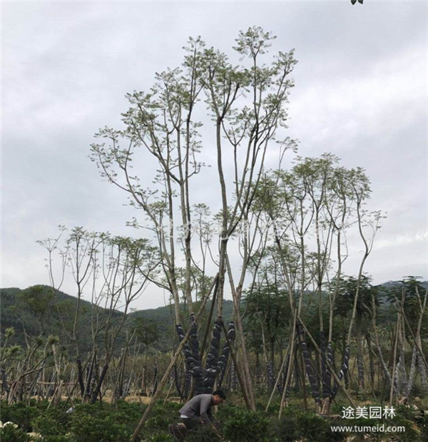 蓝花楹和丛生蓝花楹有什么区别?