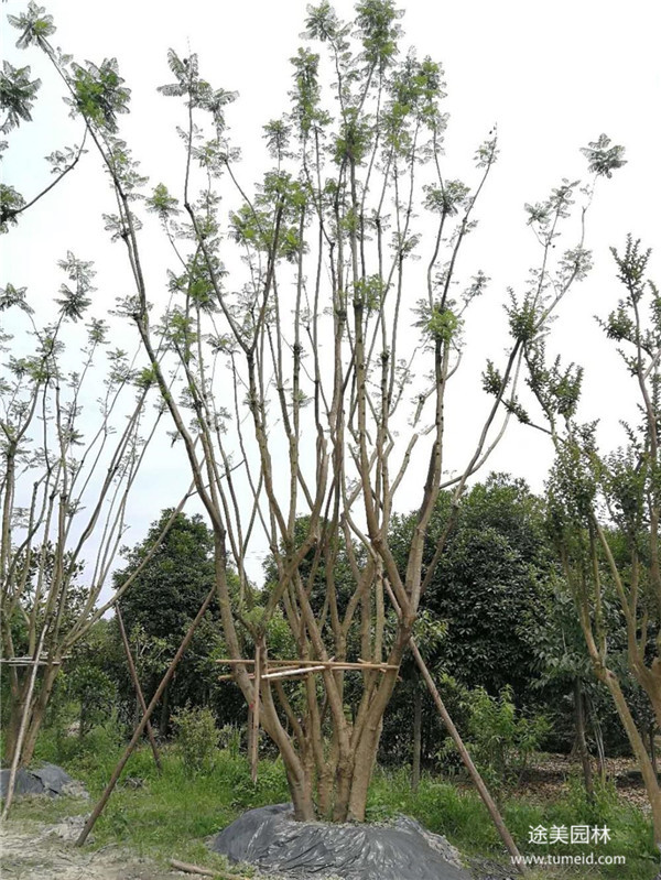 15-25公分蓝花楹怎么卖?15公分1500元特价处理