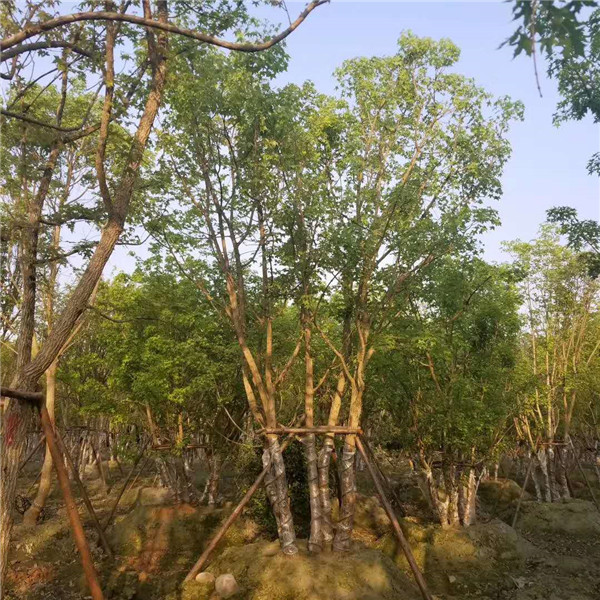 丛生三角枫基地实拍图片