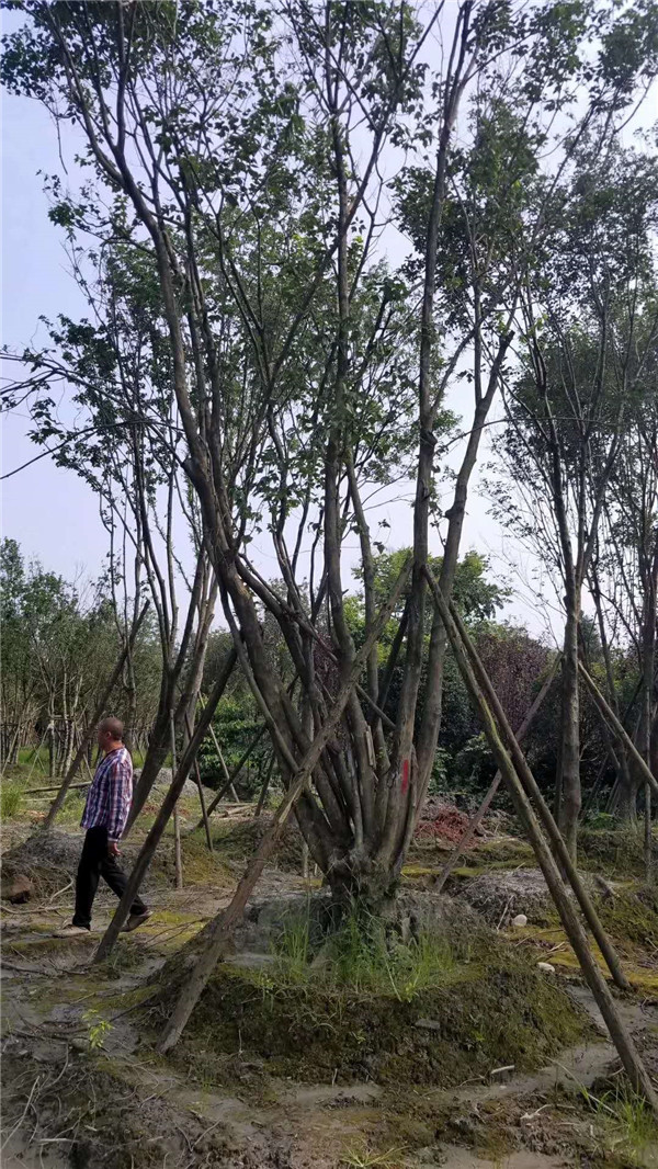 丛生三角枫基地实拍图片