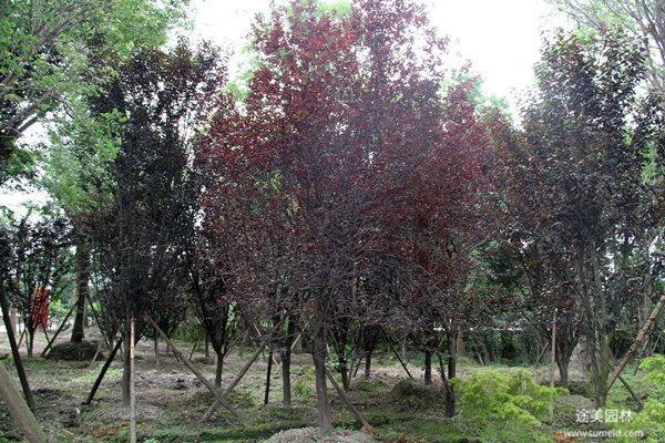 低分枝红叶李图片