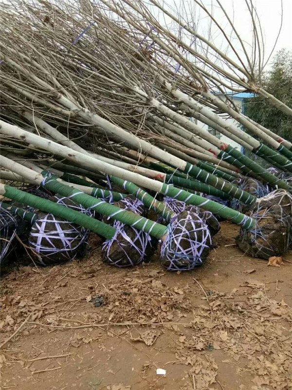 成都适合种植造型法桐吗?